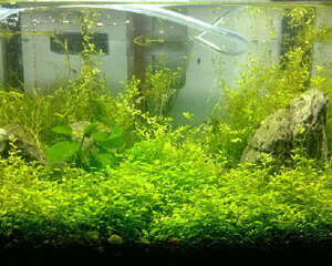 水草缸水浑浊的原因