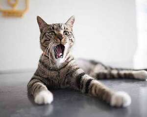 十大最常见的宠物猫品种