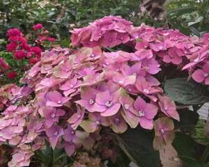 绣球花插花养护