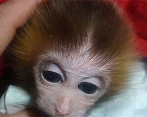 日本袖珍石猴的生活环境