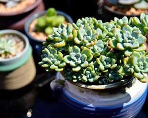 技术控为你图解：什么是万能的多肉植物养护散光环境