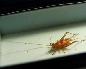 黄蛉的饲养知识