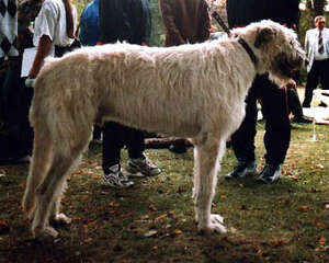 爱尔兰猎狼犬（Irish Wolfhound）品种介绍
