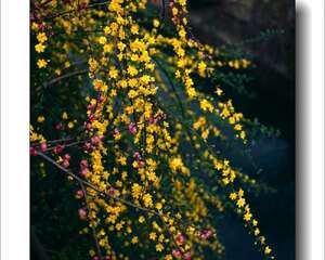 迎春花叶子发黄怎么办