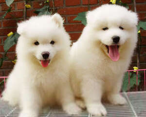 狗狗多盐少盐都不行