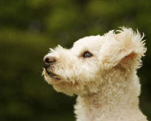 如何保持狗狗眼睛的健康