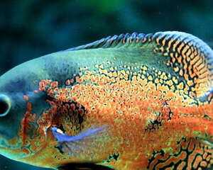 水族养殖中一些耐高温的鱼类
