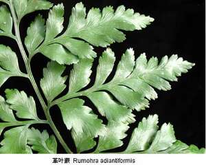 革叶蕨的栽种培养与管理(图)