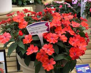 凤仙花花期养护