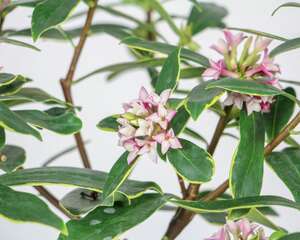 瑞香的常见病虫害及其防治