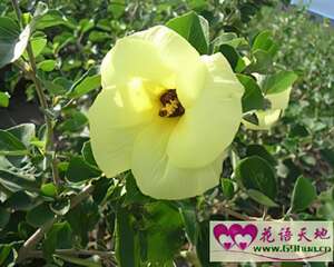 木槿花的花语：坚韧、质朴、永恒、美丽