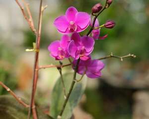 蝴蝶兰黄叶子怎么回事，黄叶怎么办