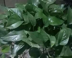 一间房一盆花，秋冬不干燥，夜夜睡的香！