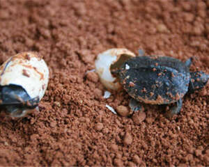 龟卵的人工孵化及稚龟的培育方法