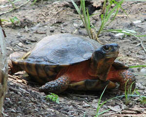 木雕水龟的外观特征