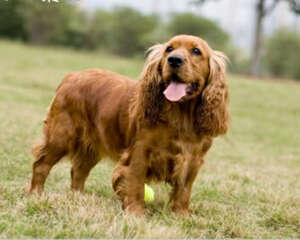 如何判断狗狗老化症状