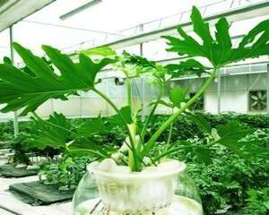 水培的一些个人经验–根部的处理和入水的深度