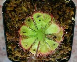 给花喷点它，虫子2天全死光，花朵猛开爆满盆！