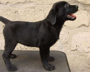 拉布拉多需要驱虫吗？