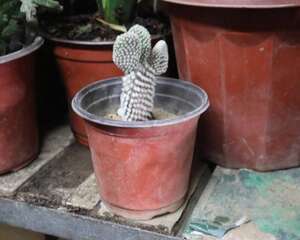 仙人掌施肥用什么肥料