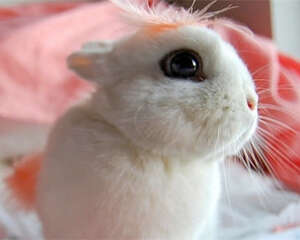 海棠兔的饲养环境布置