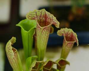 瓶子草怎么浇水，冬天怎么养