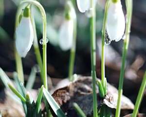 雪滴花