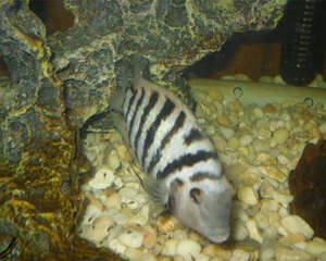 九间菠萝的喂食要点