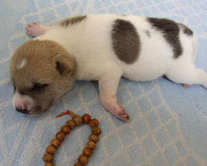 哪些是狗狗非正常死亡的主要原因