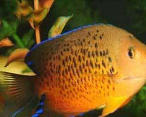 红闪电鱼的饲养环境