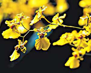 文心兰  Oncidium
