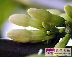 木瓜的花语和象征代表意义：平凡