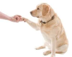 训练狗狗的方法