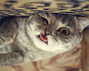 毛球症会引起猫咪死亡吗？