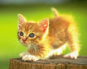 剖腹产的猫咪宝贝存活率低的原因