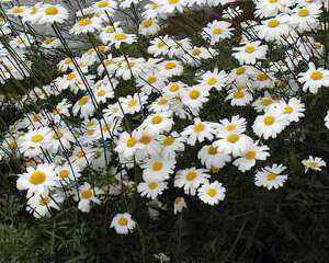 除虫无公害菊花-除虫菊