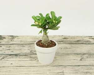 沙漠玫瑰叶子发黄掉落怎么办