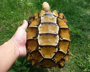 凹甲陆龟选购技巧