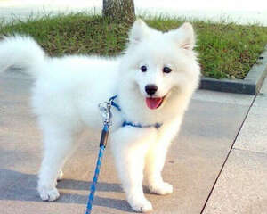 止吠项圈狗狗真的可以用吗