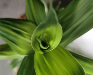 富贵竹可以土养吗