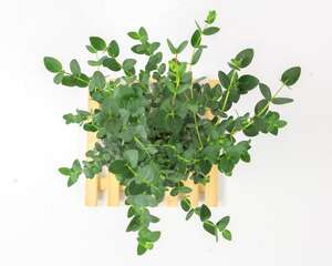 尤加利怎么养，怎么修剪