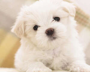 如何处理狗狗感冒