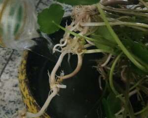 铜钱草怎么养比较茂盛