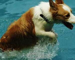 夏季常见的狗狗皮肤病都有哪些？