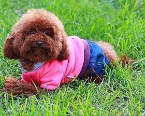 贵宾犬和泰迪的区别在哪里？