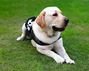 金毛和拉布拉多为什么适合成为导盲犬？