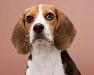 比格犬多少钱一只？怎么饲养比格犬？