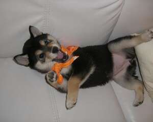 新幼犬到家后如何适应新环境