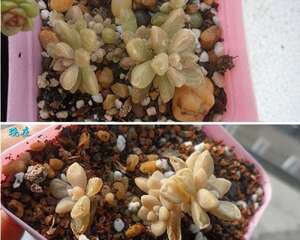 残酷冬季来临：如何防止多肉植物冻伤及冻伤后处理方法