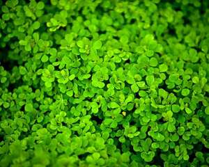 醡浆草花语大全